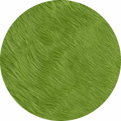 Fern