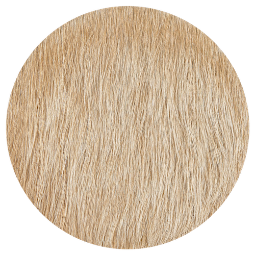 Palomino