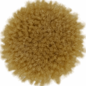 Butterscotch