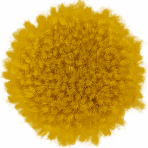 Canary