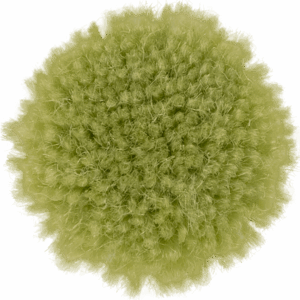 Caterpillar