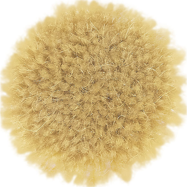 Chamomile