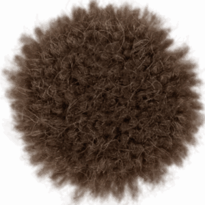 Elm