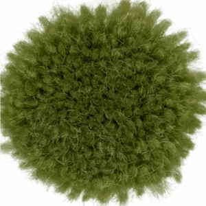 Fern