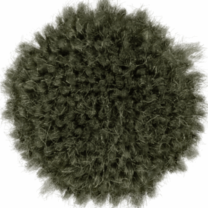 Lichen