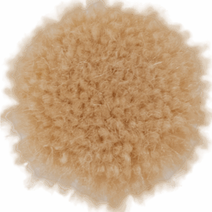 Lychee