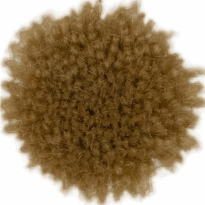 Maple