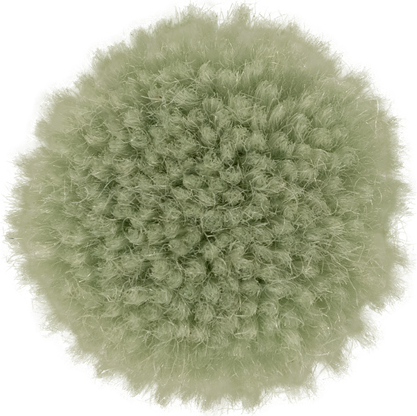 Succulent