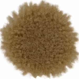 Wheat