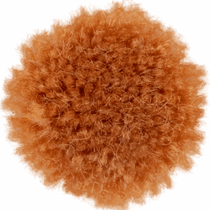 Yam